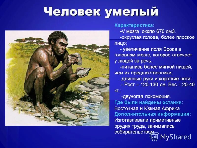 Человек умелый относится к древним людям. Homo habilis питание. Человек умелый. Эволюция человека человек умелый. Стадия умелого человека.