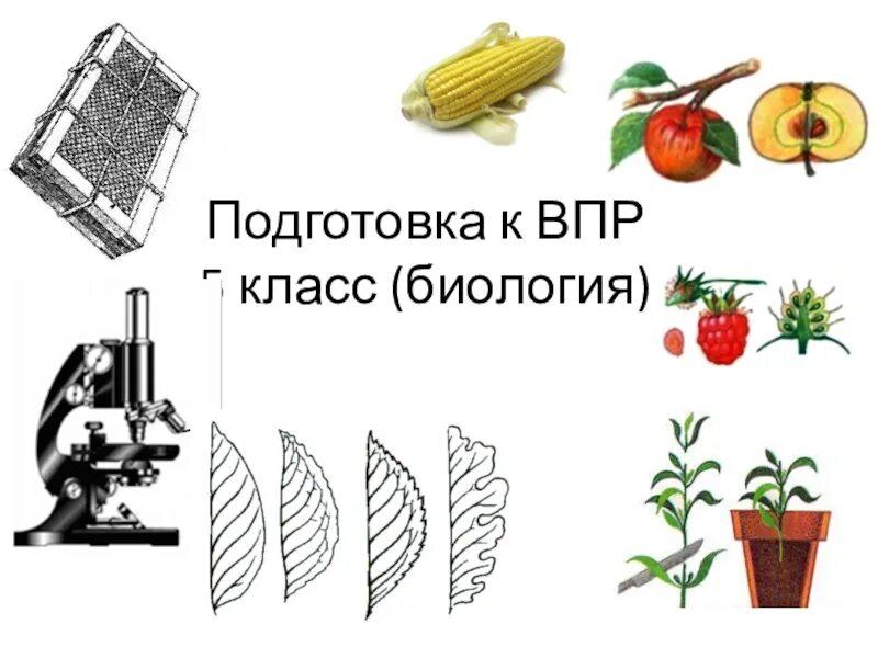 Подготовка к ВПР по биологии. ВПР биология. Подготовиться к ВПР по биологии 5 класс. Подготовка по ВПР по биологии 5 класс.