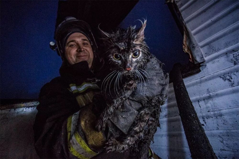 Сгоревший кот. Пожарный спасает кота. русский кот после пожара.