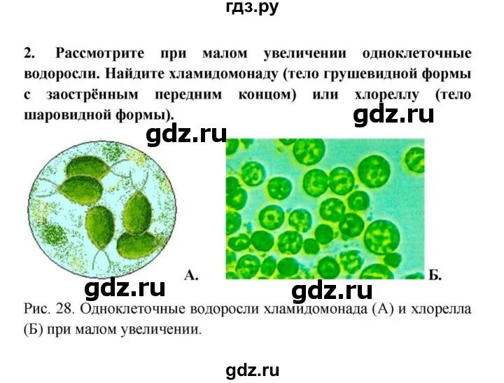 Лабораторная водоросли