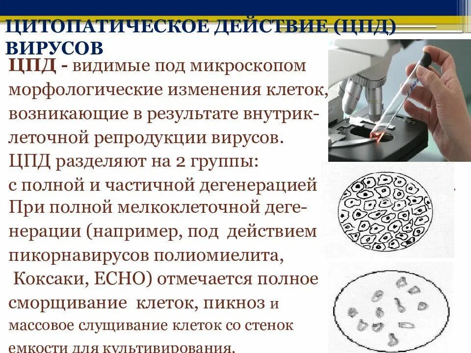 Цпд вируса это. Цпд вируса полиомиелита в культуре клеток. Культура клеток. Цитопатическое действие вирусов в культуре клеток. Проявление цитопатического действия вирусов.