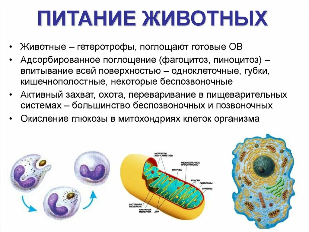 Гетеротрофы строение клетки. Физиология клетки. Клетка гетеротроф. Клетки животных гетеротрофы. Участвует в питании клеток