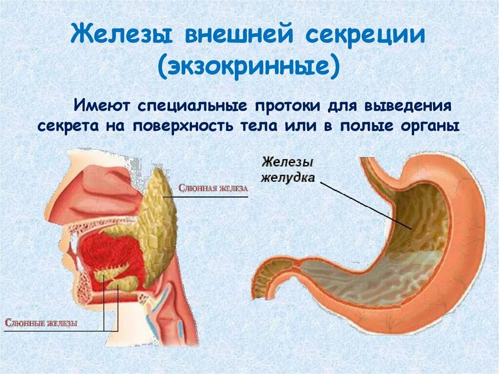 Экзокринные железы это железы внешней секреции. Железы внешней секреции у животных. Внешняя, экзокринная секреция. Железы внешней секреции секреции. Железы смешанной секреции имеют протоки