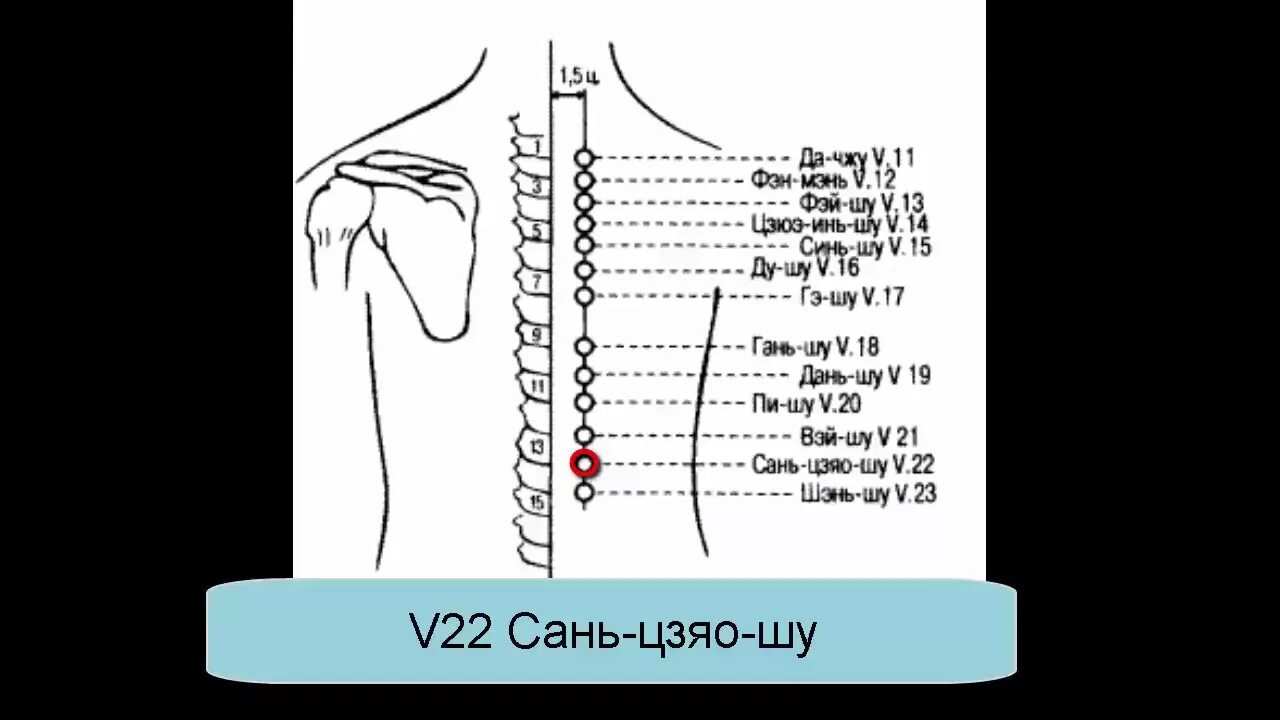 Точка 20 на телефон. Гань Шу точка акупунктуры. Фейшу точка акупунктуры. Сань Цзяо Шу точка акупунктуры. V13 точка акупунктуры.