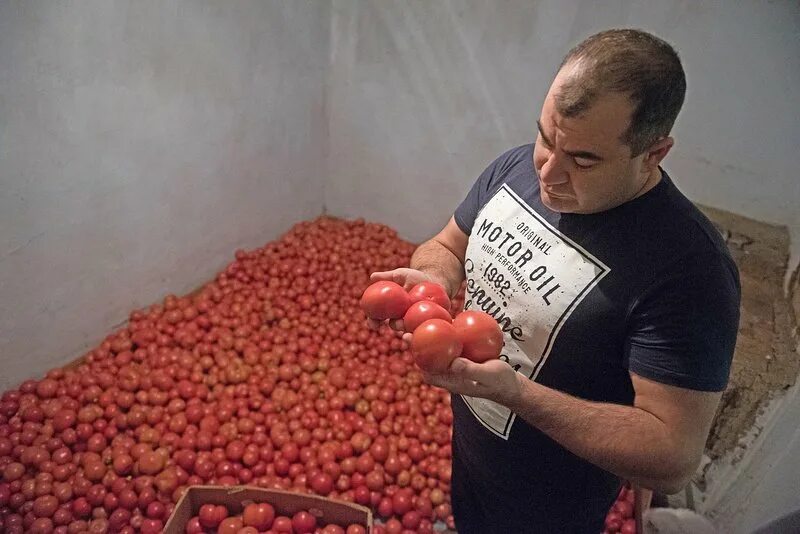 Огромный помидор. Фермер вырастил 80 кг помидоров. Самый большой помидор в мире. Фермер собирает вишни. Астраханский фермер выращивает имбирь фото.