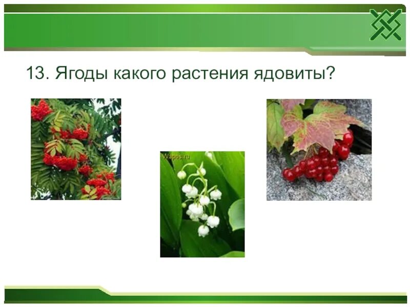 Ягоды какой корень. Ягоды какой корень. Название со словом ягода. Смородина брусника. Ягоды какой корень.
