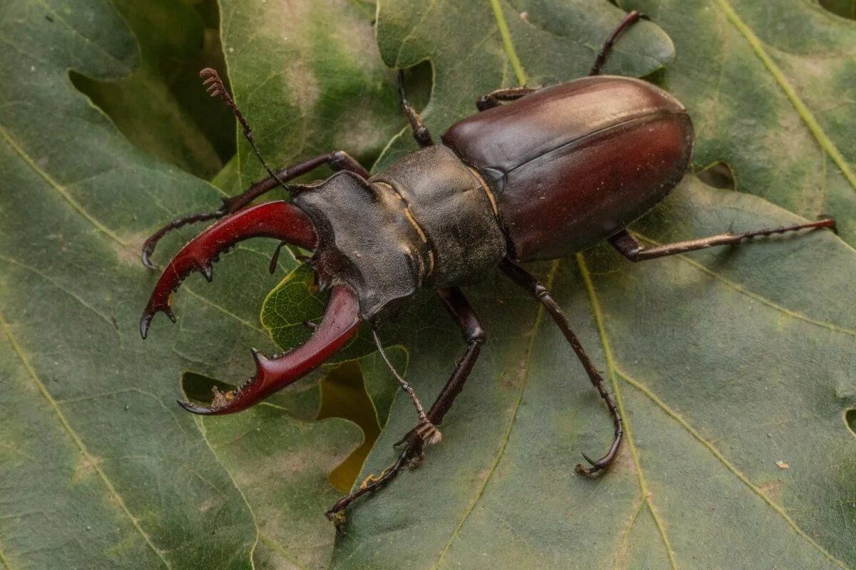 Жук-олень (Lucanus Cervus). Жук Рогач. Жук олень Рогач. Жук Рогач самка. Жуки б буду