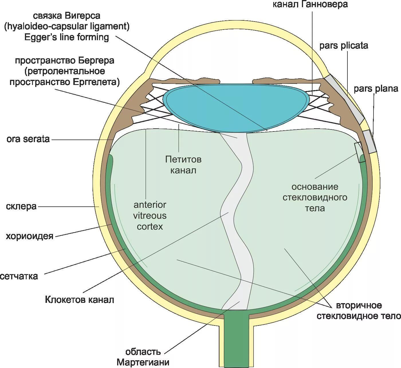 Стекловидное тело глаза анатомия. Строение стекловидного тела глаза. Глаз строение стекловидное. Строение стекловидного тела глаза анатомия.