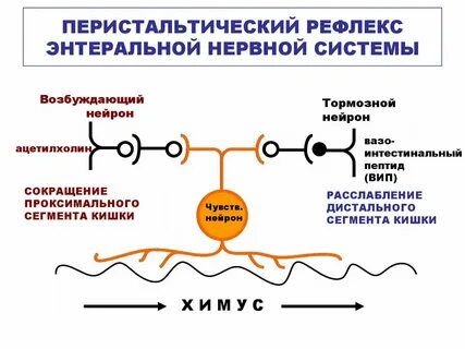 Тонкая регуляция