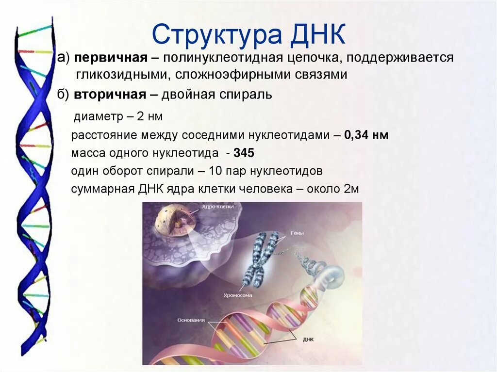 Днк в соединении с белком. Первичная и вторичная структура ДНК. Первичная структура ДНК. Строение первичной структуры ДНК. Первичная структура ДНК полинуклеотидная цепь.