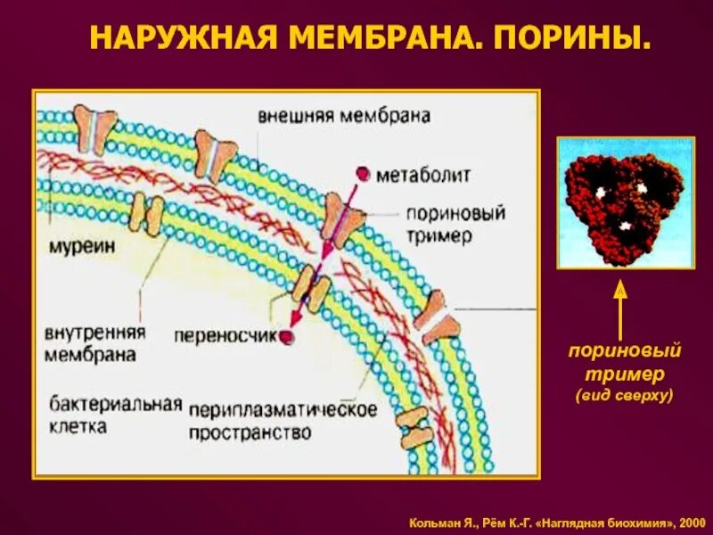 Наружная мембрана. Наружная мембрана бактерий. Муреин у бактерий. Наружная клеточная мембрана прокариот.