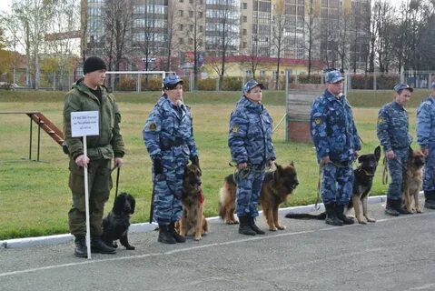 Поступить в колледж на кинолога