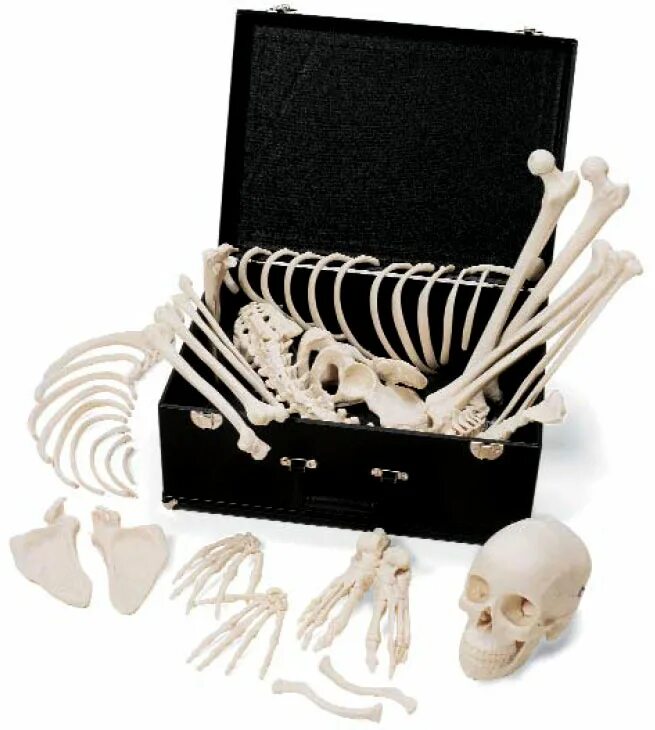 Полный набор костей
