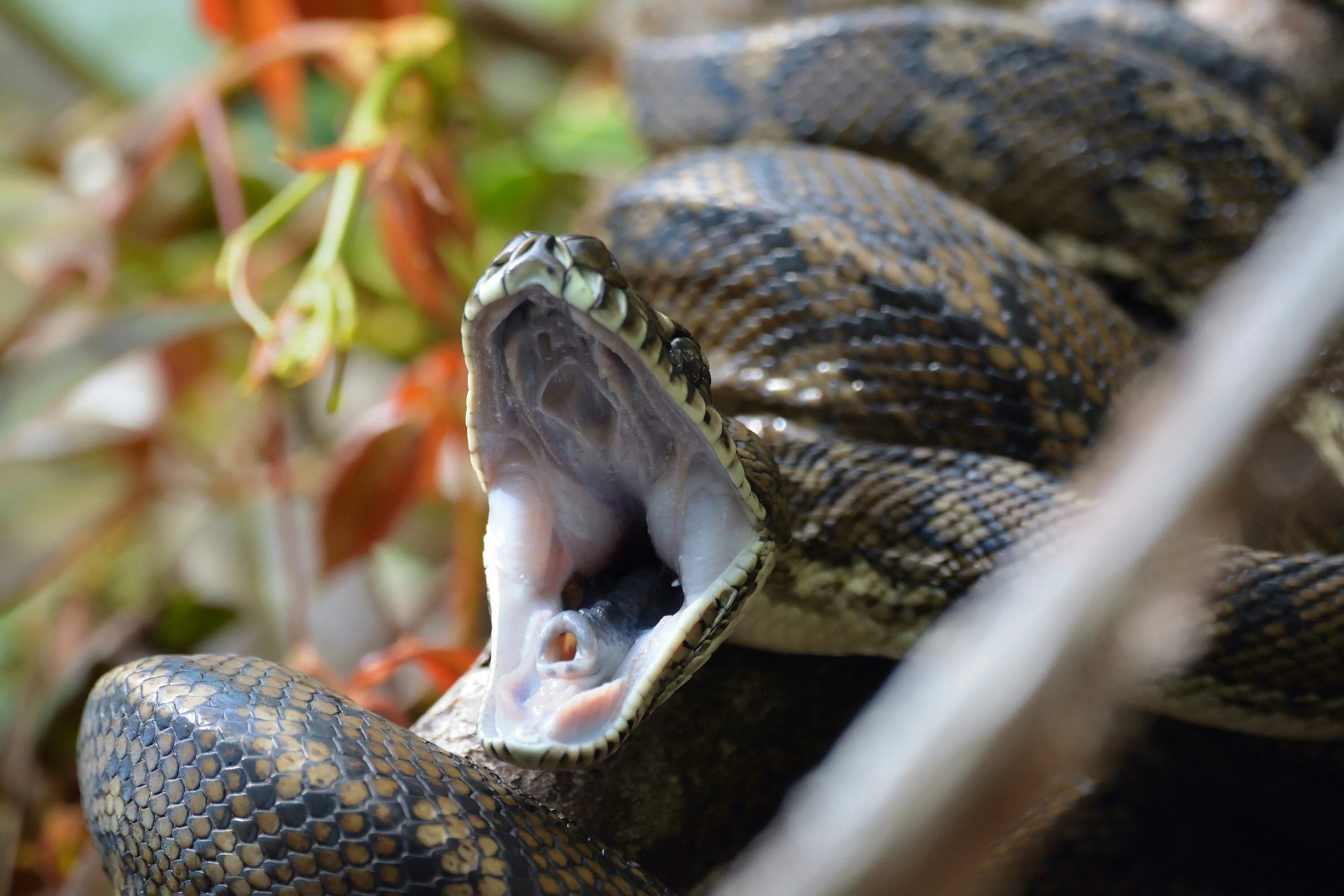 Две змеи во сне. Ковровый питон Макдауэлла. Morelia spilota mcdowelli.