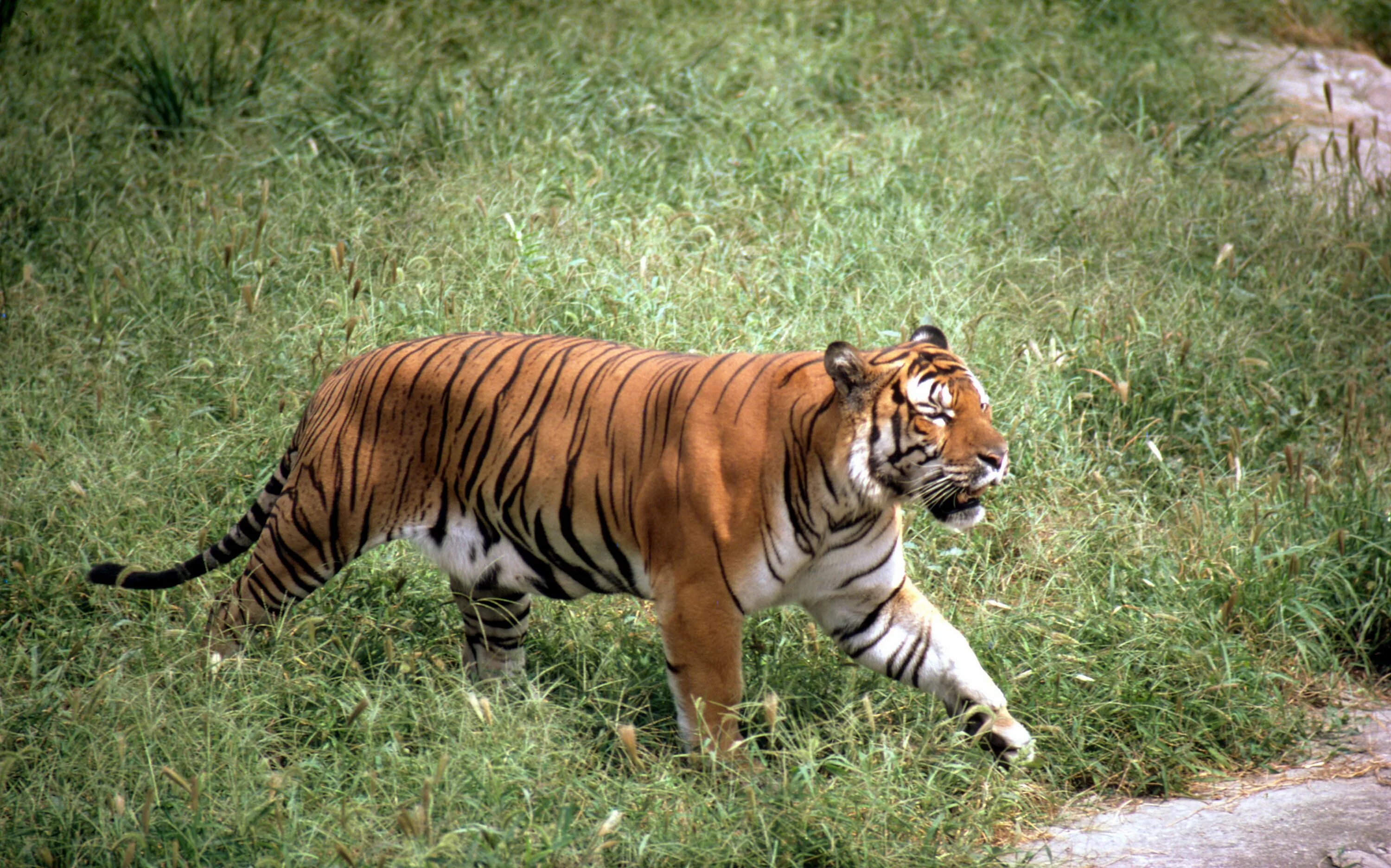 Индокитайский тигр. Амба тигр Уссурийский. Южно-китайский тигр. Panthera Tigris amoyensis.