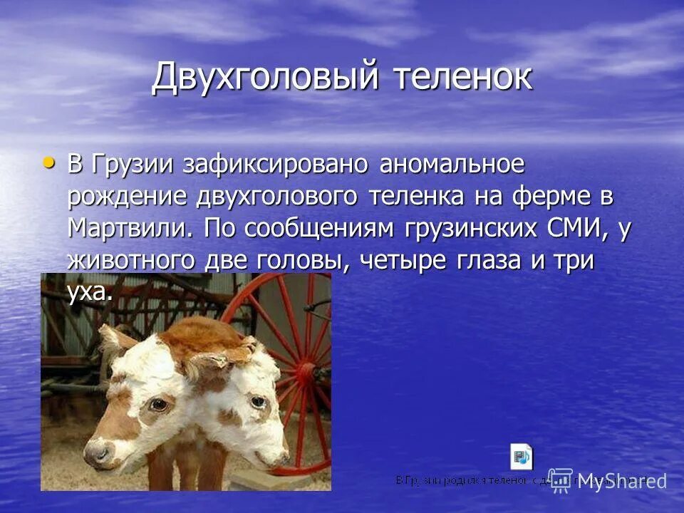 двухголовый теленок. двухголовый теленок. мутации чернобыля животные. двухголовая лошадь. мутирование животных чернобыля.