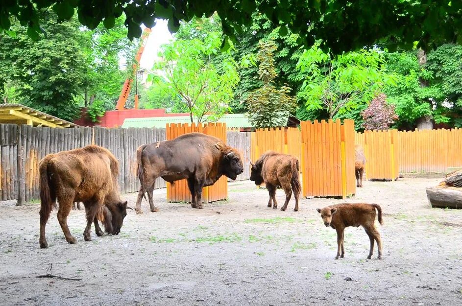 Ряжский зоопарк зубры. Зубр в зоопарке москвы. Зубр в зоопарке. Бизон в зоопарке. Зубр в зоопарке москвы.