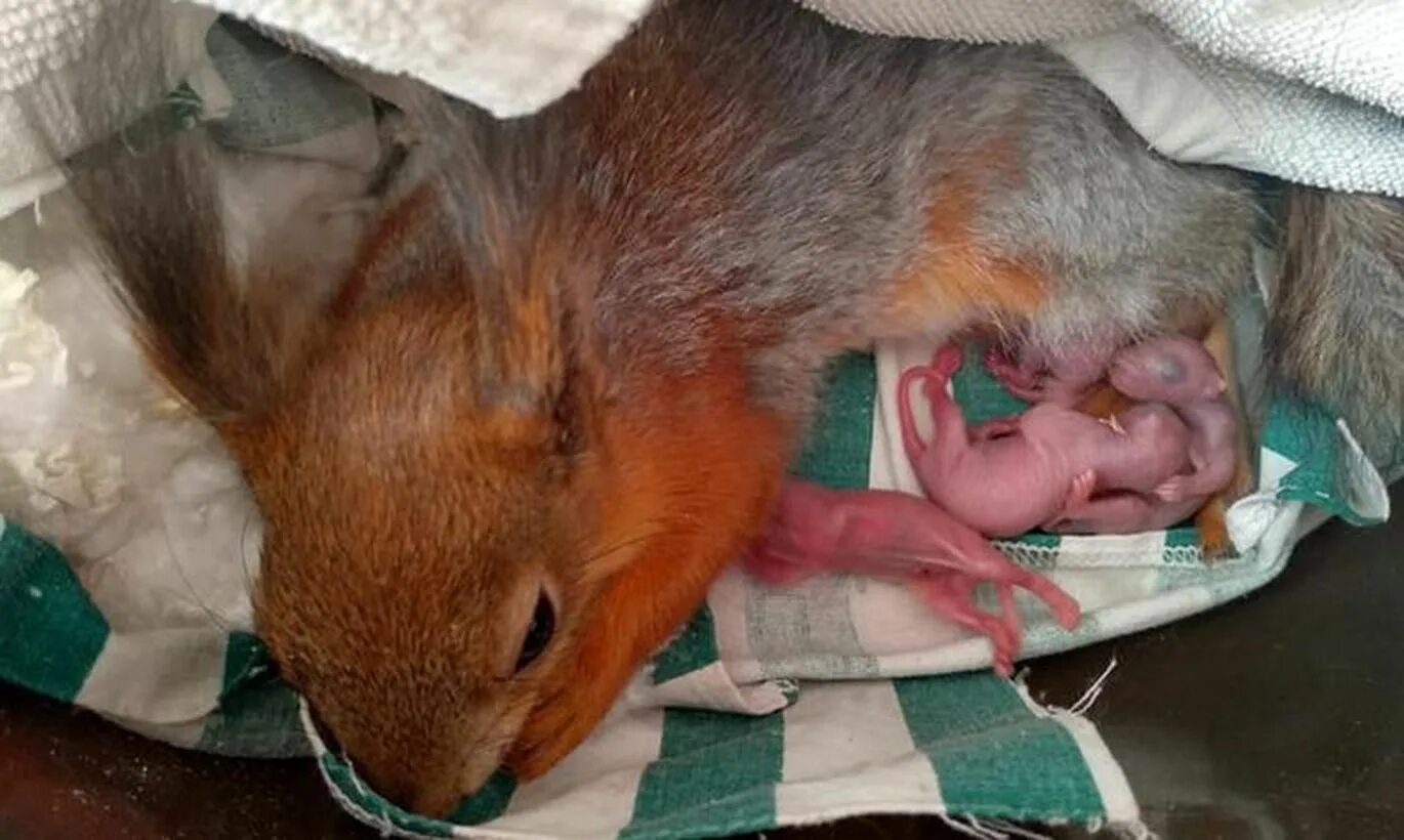 роды белками.