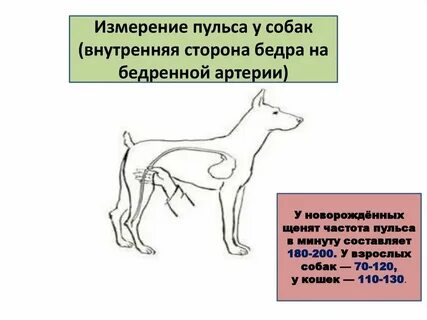 Какую частоту боятся собаки