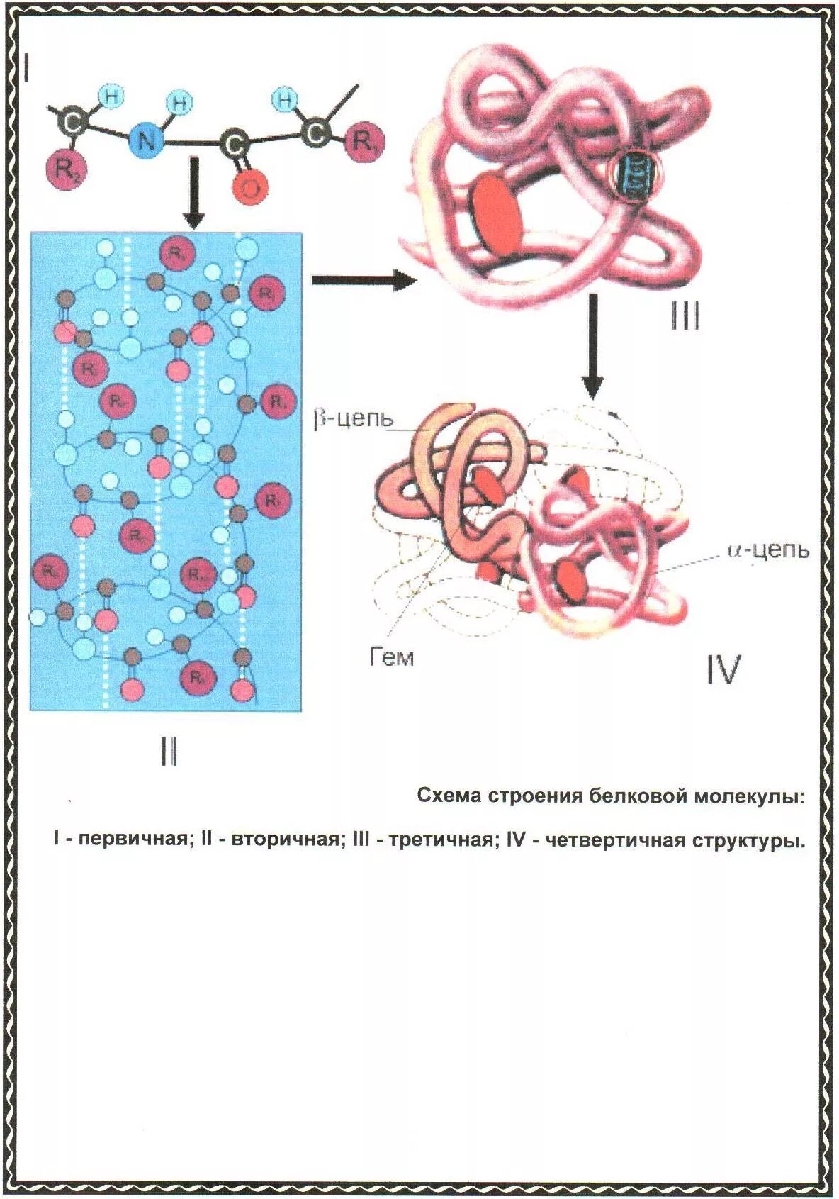 Молекула белка уровни организации белковой молекулы. Схема первичной структуры белковой молекулы. Структура белков первичная вторичная третичная четвертичная. Белок строение схема молекулы. Четвертичная структура белковой молекулы.