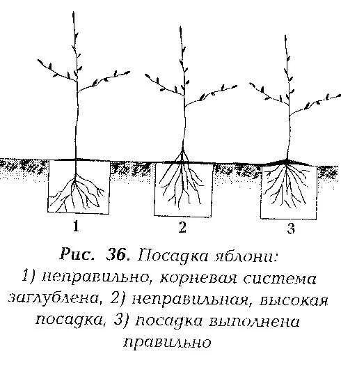 На каком расстоянии можно сажать яблони. Схема посадки саженцев яблони. Схема высадки колоновидных яблонь. Размер посадочной ямы для яблони. Схема посадки полукарликовых яблонь.