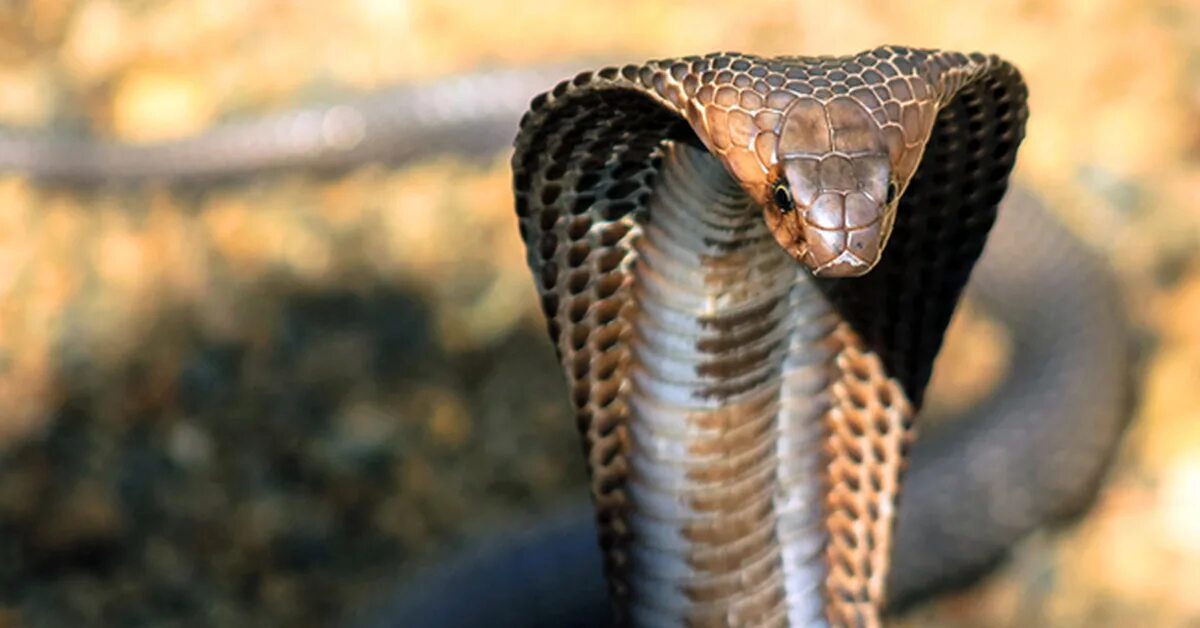 Кобра видео. Кобра видео. Египетская королевская кобра. Королевская кобра гамадриад. Кинг кобра змея.