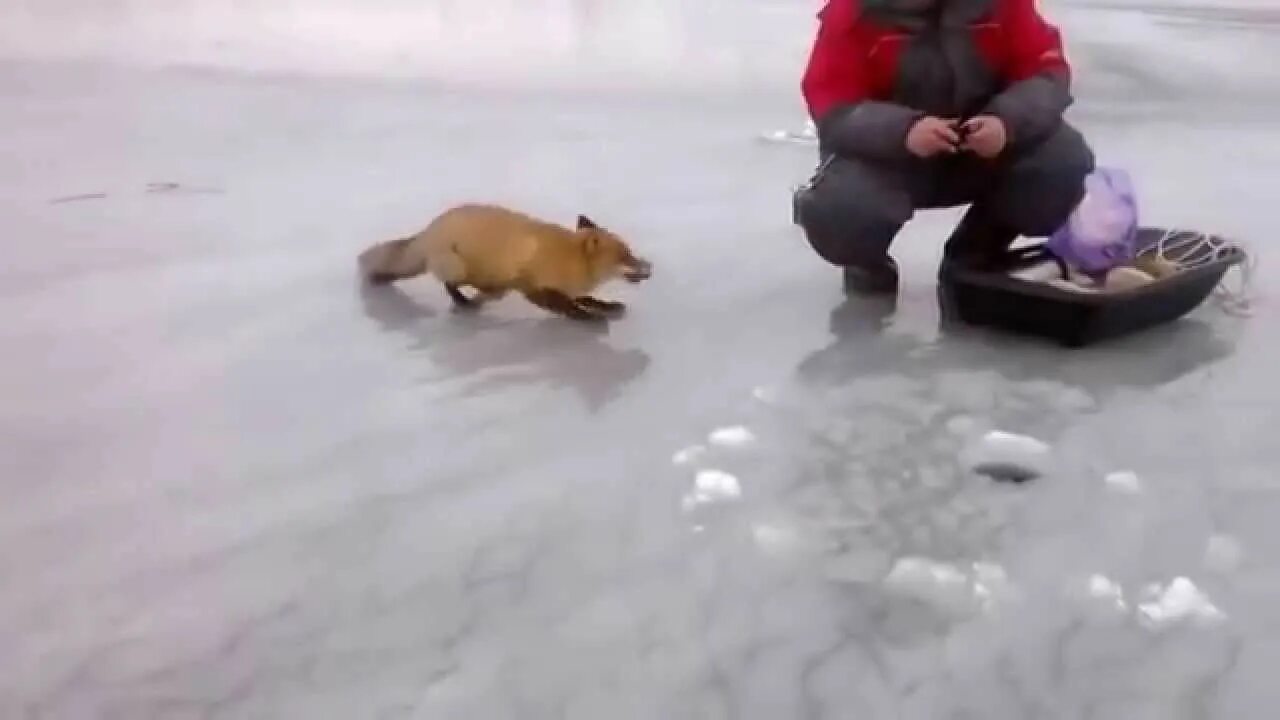 Лиса украла рыбу. Лиса ворует. Лиса на рыбалке. Лиса на рыбалке. Наглая лиса.
