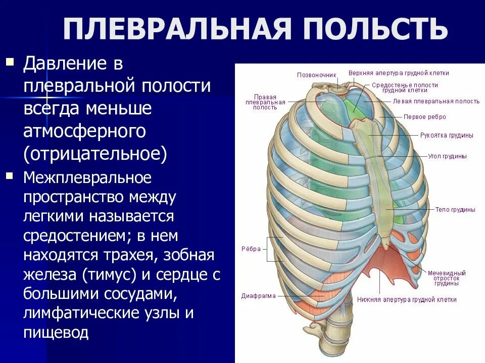 Апертура грудной клетки. Межплевральное пространство. межплевральное пространство физиология. межплевральное пространство его роль. апертура плевральной полости.