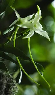 Plants talk
