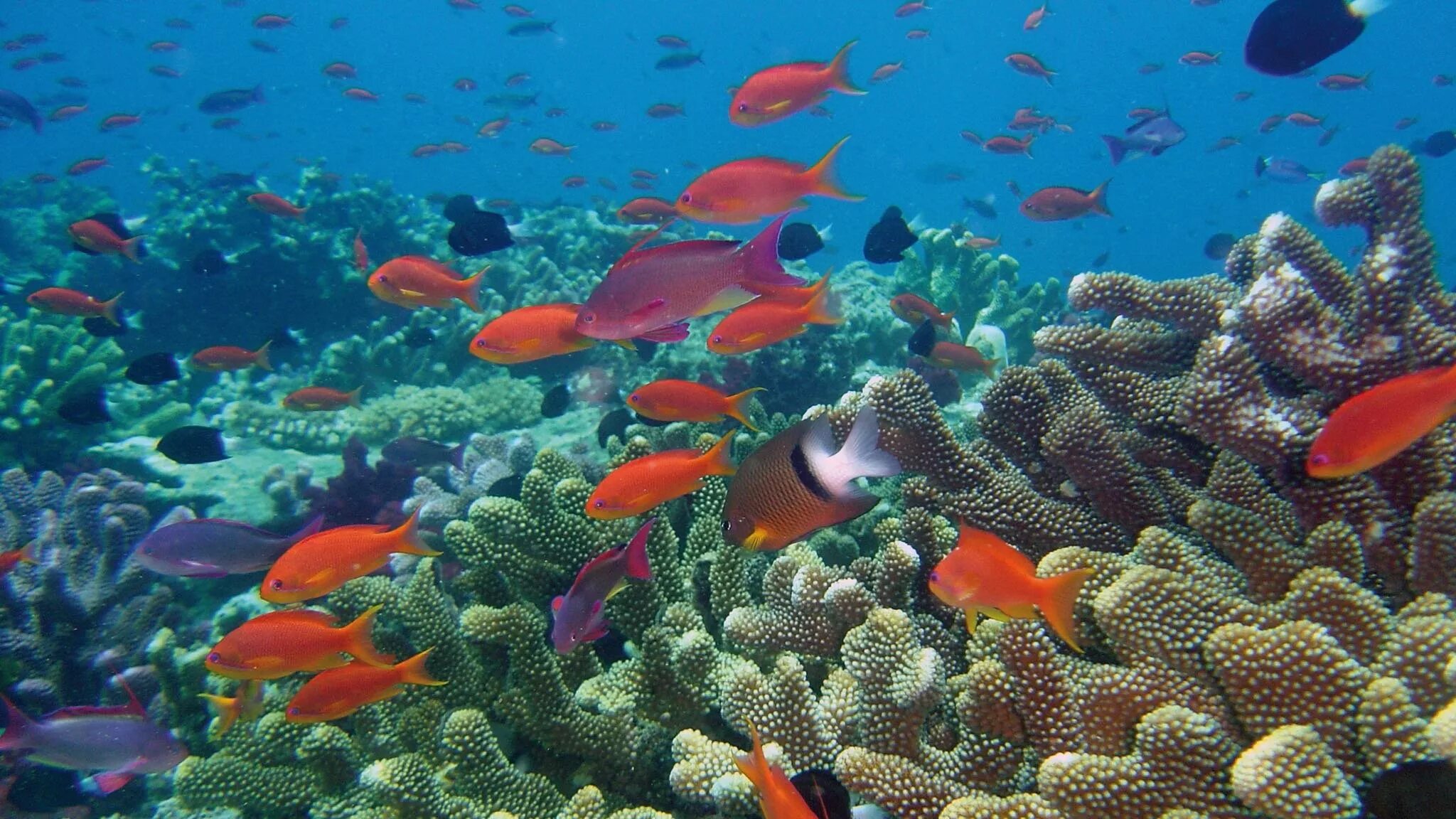 Рыбка коралловых рифов. Жак Ив Кусто большой Барьерный риф. Рифы в океане. Рыбки риф Бич. Риф коралловый 54546.