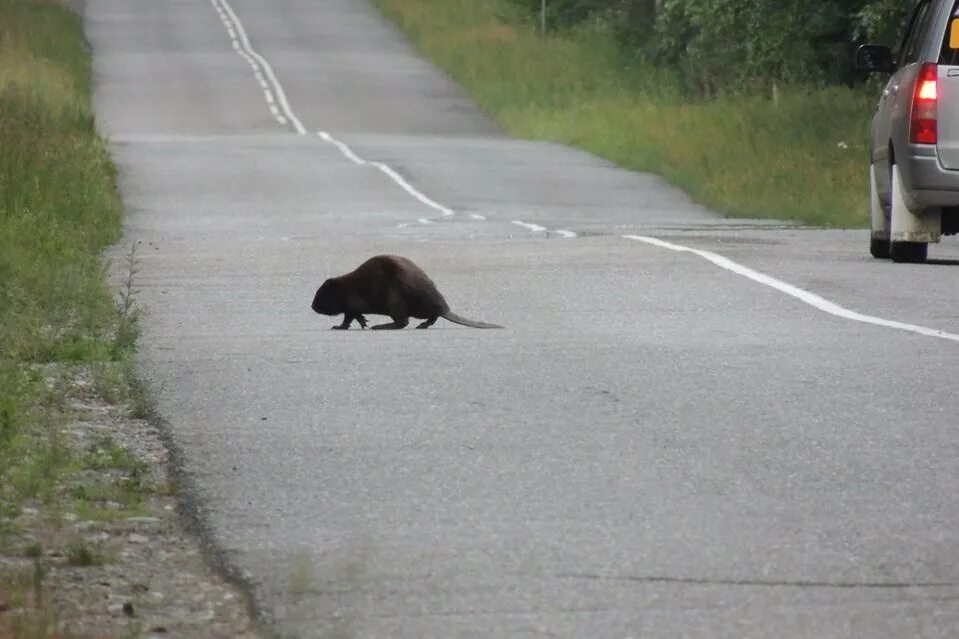 Медведь переходит дорогу. Дорога бобра