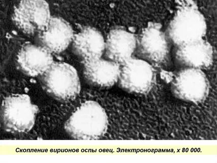 Лихорадка овец