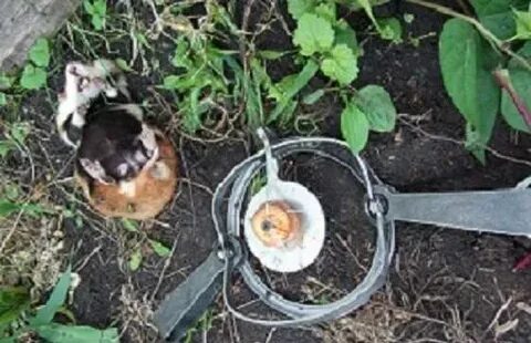 Карбыши на садовом участке как избавиться