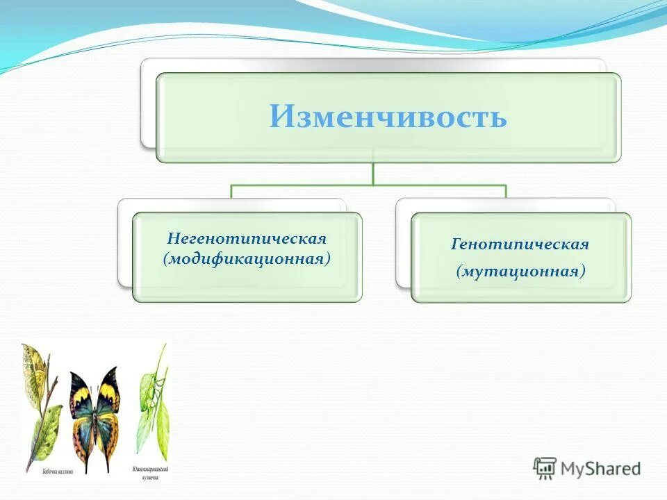 Закономерности изменчивости конспект. Закономерности изменчивости мутационная изменчивость. мутационная и модификационная изменчивость. генотипическая и модификационная изменчивость. генотипическая изменчивость и модификационная изменчивость.