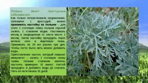 Полынь природная зона