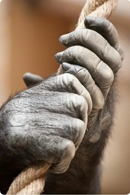 Ногти обезьяны. Лапа обезьяны. Рука обезьяны. Рука шимпанзе.