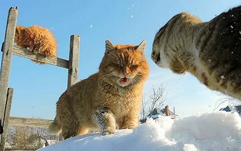 Кошки опасные для жизни сельский