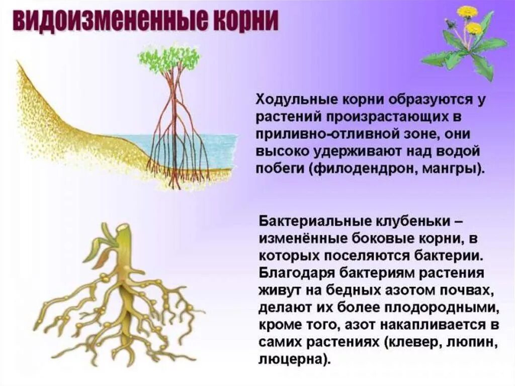 Виды измененные корни. Корни растений. Видоизменения корня. Видоизмененные корневища. Корень это биология.