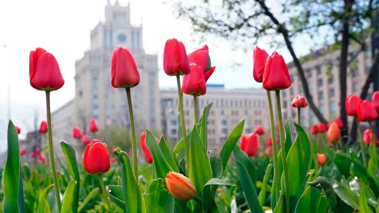 Боятся ли тюльпаны мороза. Аптекарский огород тюльпаны. Тюльпаны в Москве. Московские тюльпаны. Распустившийся тюльпан.