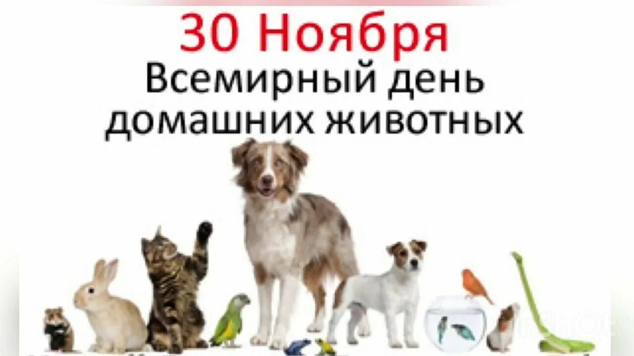 День домашних животных 2024. День домашних животных. Международный день домашних животных 30 ноября. Международный деньдашних животных. Всемирный день памяти домашних животных.