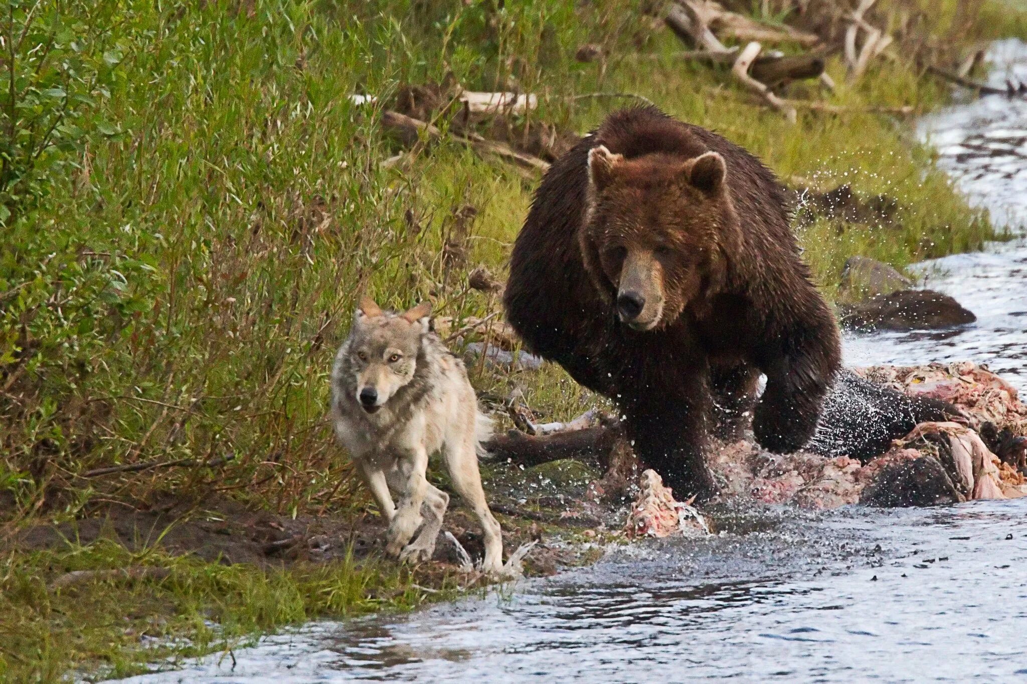 Русский медведь и волк. Волки и медведи. Медведь бежит. Медведь Россия.