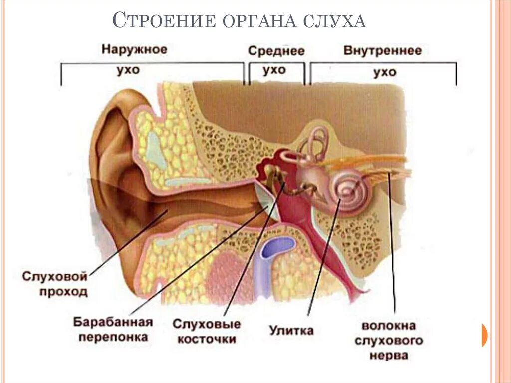 Орган слуха анатомия уха строение. Строение органа слуха наружное ухо. Строение среднего уха 8 класс. Строение среднего уха человека анатомия. Орган слуха и равновесия презентация