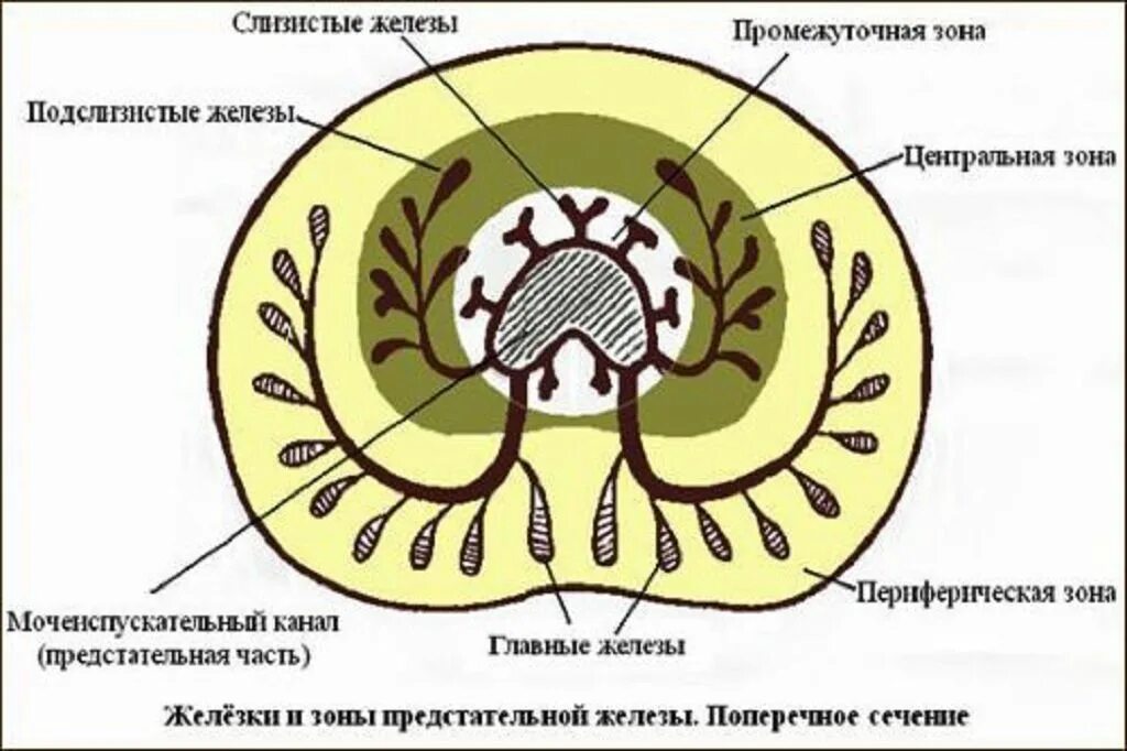 Схема простаты. Схема строения предстательной железы. Схема строения предстательной железы гистология. Поперечный срез предстательной железы. Внутреннее строение предстательной железы.