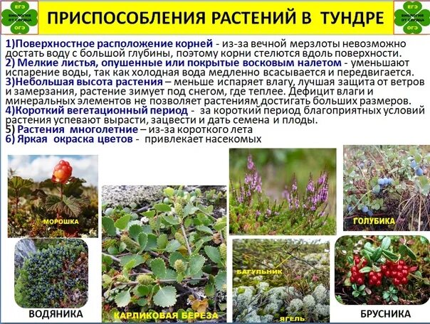 Приспособления адаптации растений. Приспособление растений к температуре. Приспособление растений к различным условиям. Приспособление растений к жизни.