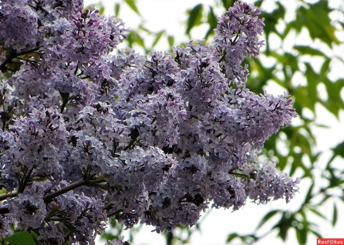 Спиридоновка летом сирень. Сирень ассорти. Расцвела сирень в моем садочке минус. Расцвела сирень в моем садочке минус. Гроздь сирени.