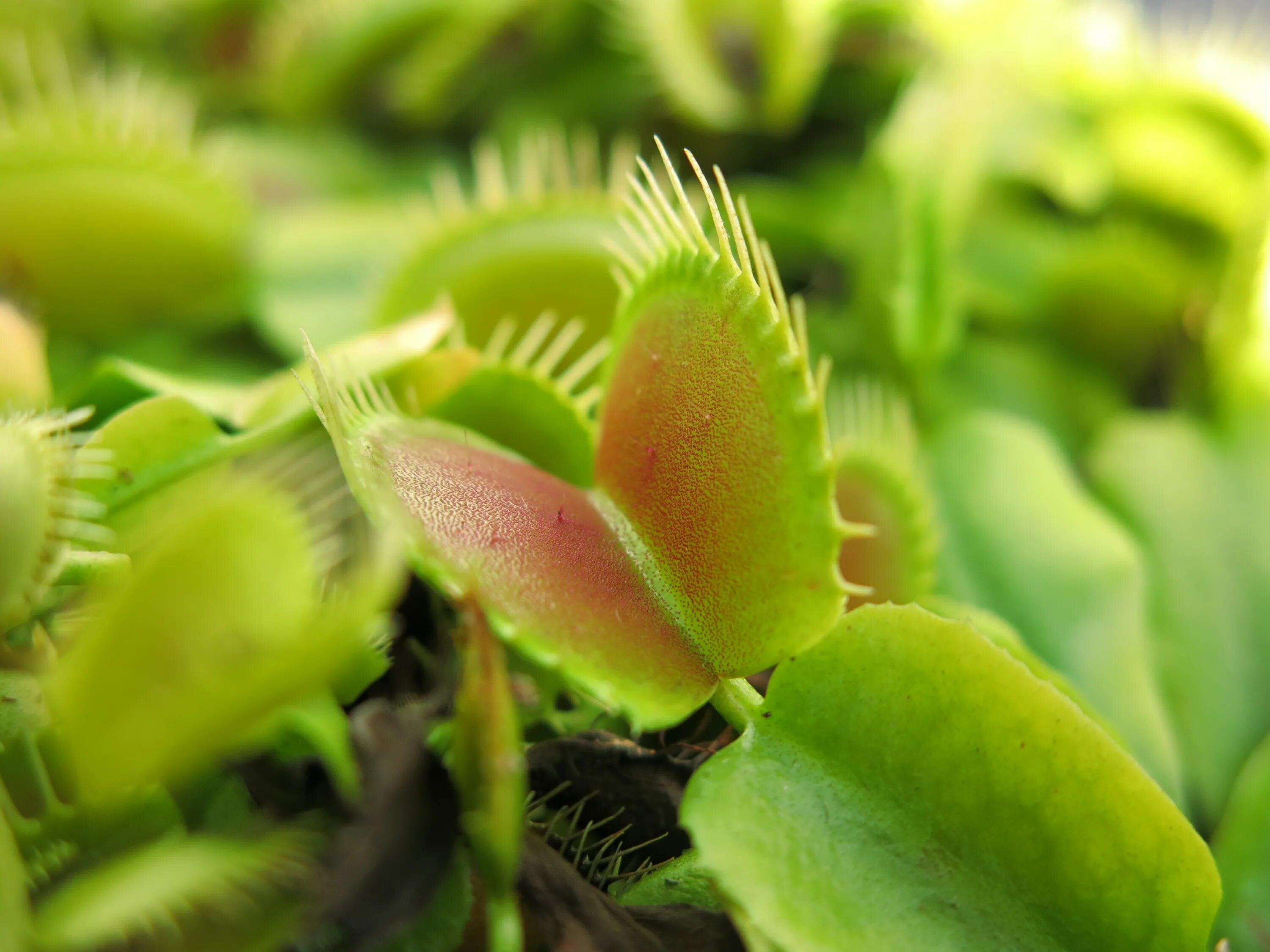 зелень цветы. 20 любых растений цветов. 4 любых растений. рассказ о растении. проростки лесных трав.