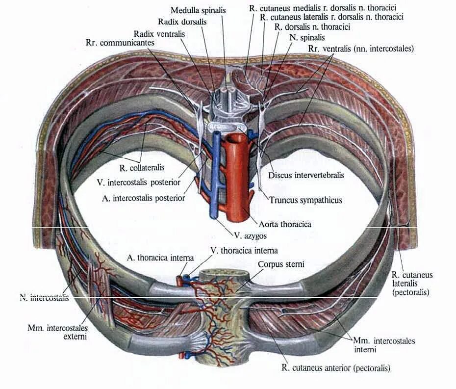 Межреберная артерия Вена и нерв. Межреберный нерв анатомия. Межреберные нервы это передние ветви. Топография межреберных нервов.