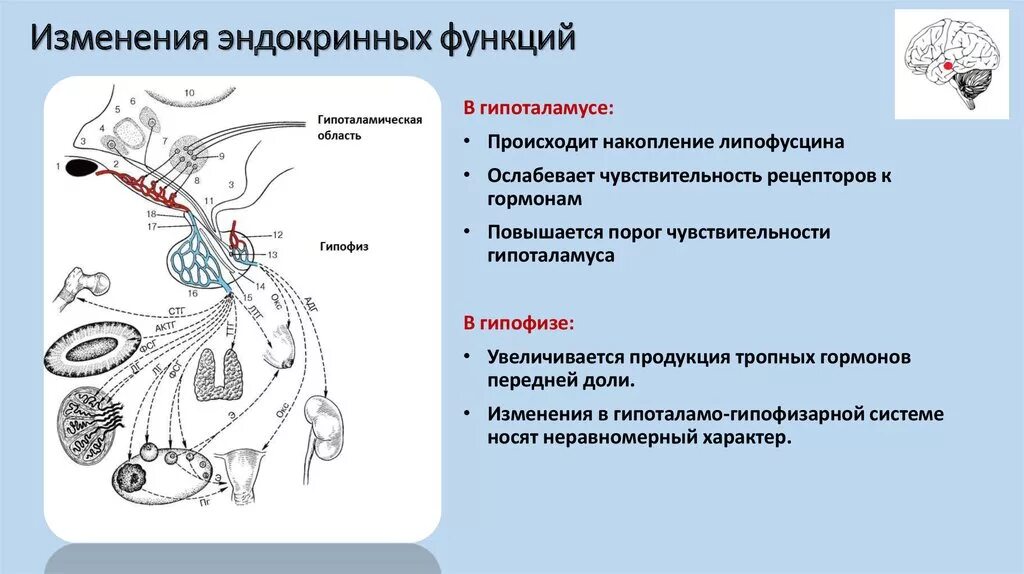 Возрастные изменения желез. Возрастные изменения эндокринной системы. Эндокринная система у лиц пожилого и старческого возраста. Особенности эндокринной системы у лиц пожилого возраста. Изменения эндокринной системы у пожилых.