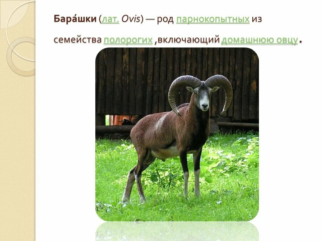 Особую группу из семейства полорогих образуют. Семейство полорогие. парнокопытные семейства полорогих. доклад о барашке. полорогие книга.