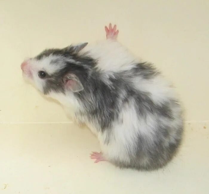 Nature's Lovers on Twitter Baby hamster, Cute hamsters, Hamster